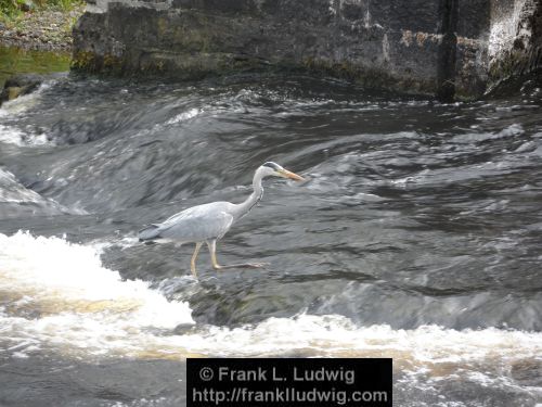 Heron on the Garavogue